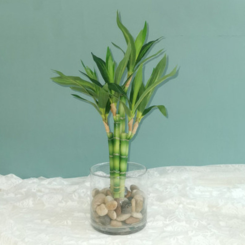 Aquarium Fish Names - Nowy 40cm rFtificial Lucky Bamboo Succulent