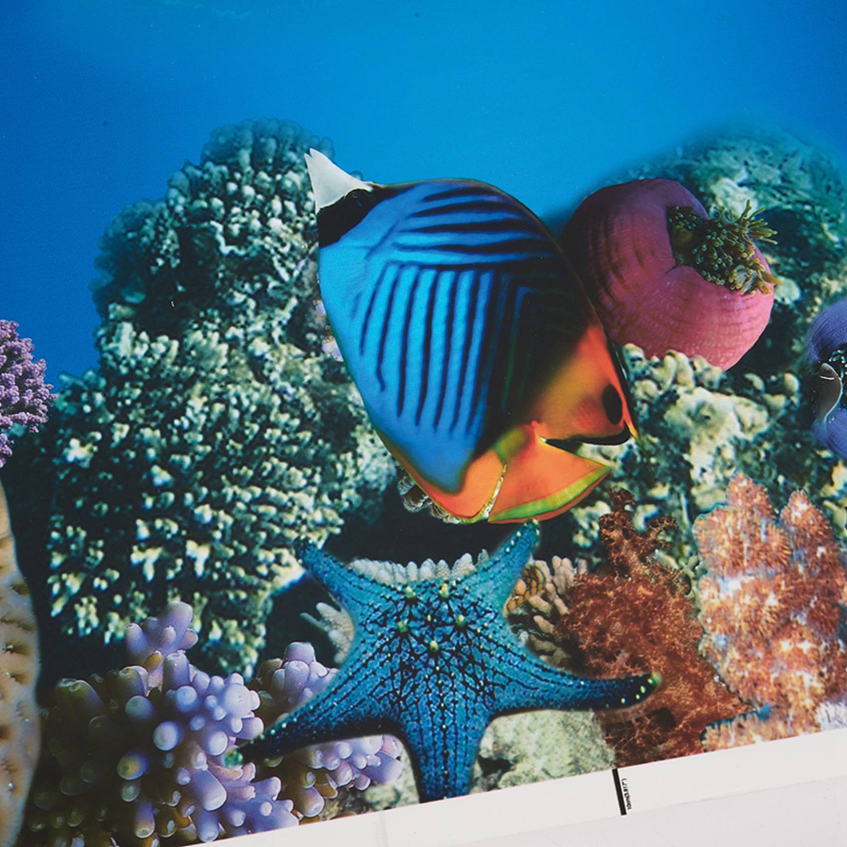Papier do akwarium BAAU, tło a – Aquarium Fish Wallpaper Hd recenzja i cena